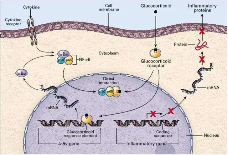 Gambar 2.3 Mekanisme Penghambatan NF- кB oleh Glukokortikoid (Rhen dan Cidlowski, 2005) 