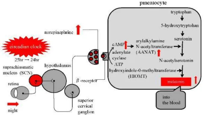 Gambar 2.7 Jalur Sintesis Melatonin (Yonei dkk., 2009) 