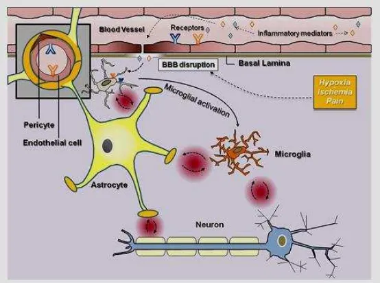 Gambar 3. Pengenalan dan propagasi dari rangsangan imun perifer pada SSP. Interakasi awal dari mediator inflamasi (sitokin proinflamasi dan LPS) dengan unit neurovaskular terjadi melalui beberapa reseptor dan berkaitan dengan peningkatan permeabilitas sawa