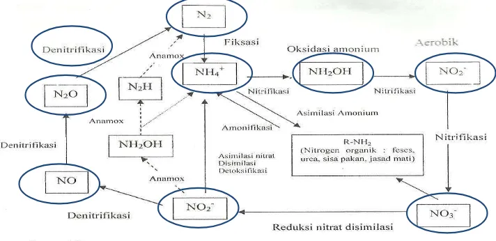 Gambar 2. Proses Bakteri nitrifikasi dan denitrifikasi dalam proses penguraian ammonia pada saat  transportasi berlangsung (Atlas dan Bartha, 1998) 
