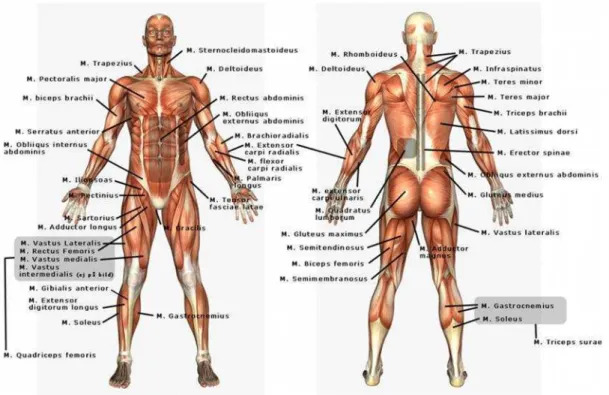 Gambar 1. Anatomi Tubuh Manusia (Snell, 2006)