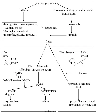 Keseimbangan antara plasminogen activator dan plasminogen inihibitor. Gambar 2.1 TIMP: 
