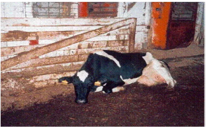 Gambar 2. Mastitis perakut disebabkan Staphylococcus aureus Pada                   sapi perah laktasi umur lima tahun (Anonimus, 2007)  