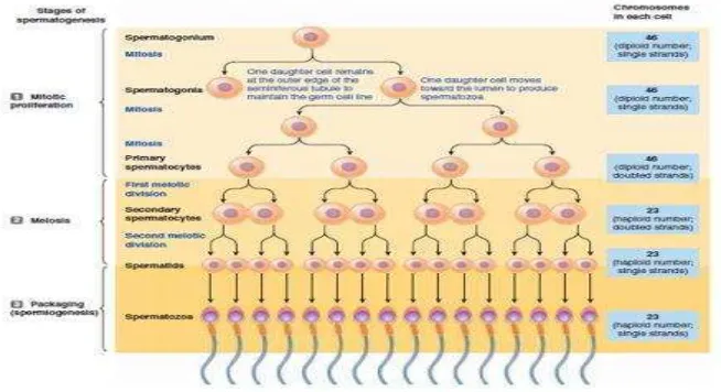 Gambar 1. Proses spermatogenesis (Sherwood, 2011). 
