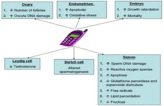 Gambar 2. Efek potensial radiasi gelombang elektromagnetik telepon seluler terhadap sistem reproduksi pria dan wanita (Merhi, 2012)