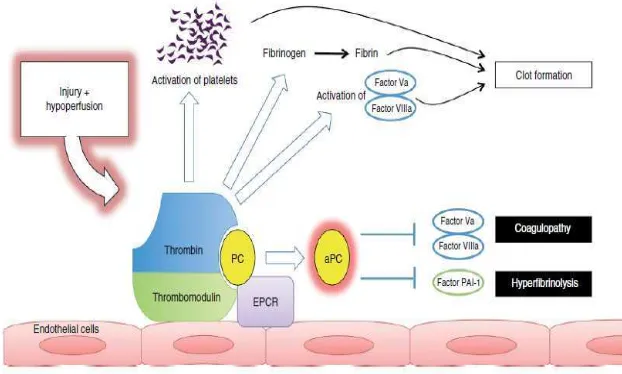 Gambar 2.5 Gambaran kompleks trombin-trombomodulin dan protein C pada koagulopati. (Thorsen dkk, 2011) 