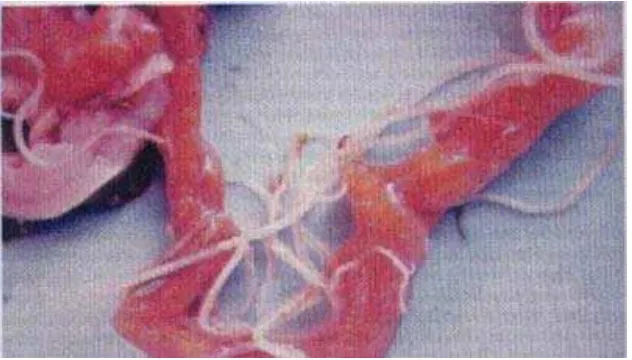 Gambar 2. Cacing Ascaridia galli  yang menyebabkan radang intestinum       (Tabbu, 2002)  