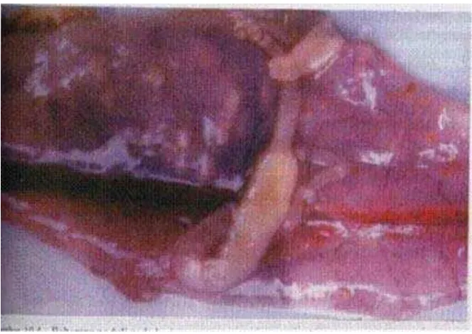 Gambar 3. Raiilietna spp pada usus ayam (Tabbu, 2002) 