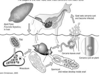 Gambar 1. Siklus Hidup Fasciola hepatica (Christensen, 2005)  