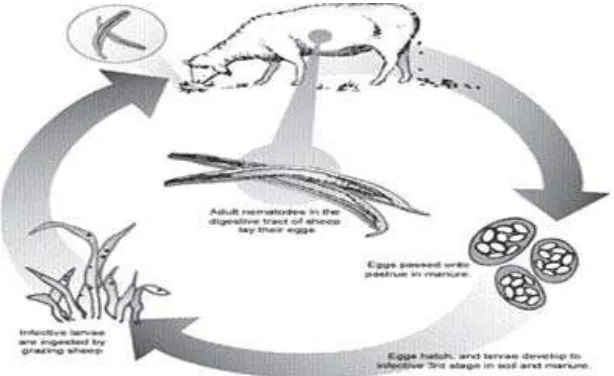 Gambar 3. Siklus Hidup Haemonchus spp (Whittier, et al., 2003)   