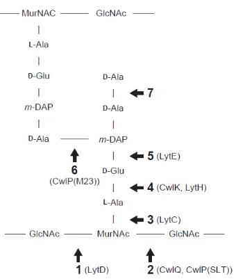 Fig. 1. Suparthana et al 