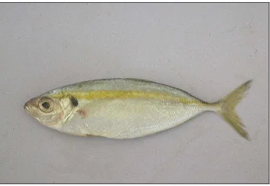 Gambar 1. Ikan selar kuning (Caranx leptolepis) 