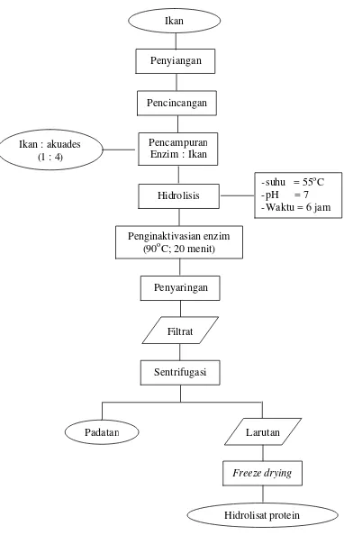 Gambar 3. Diagram alir proses pembuatan hidrolisat protein ikan              modifikasi dari Imm, Lee (1999) 