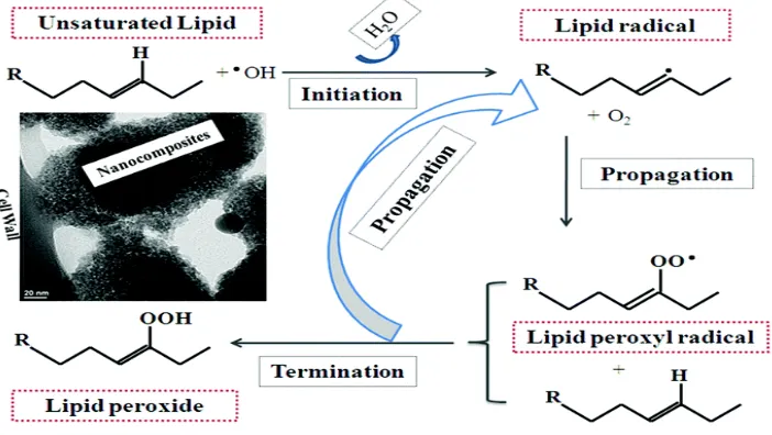 Gambar 2.2 Proses Peroksidasi Lipid (Liu et al., 2013) 