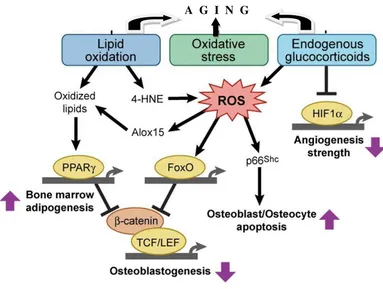 Gambar 2.5 Peran ROS dalam Osteoporosis (Almeida, 2010 modified) 