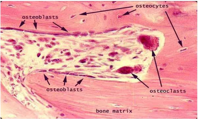 Gambar 2.7 Gambaran Histologis Osteoblas, Osteoklas dan Osteosit 