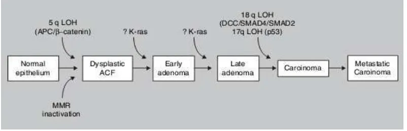 Gambar 2.1 Sebuah model genetik pembentukan tumor kolorektal(Merchant dkk, 2007). 