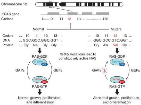 Gambar 2.3K-RAS diaktifkan oleh guanosin diphosphat (GDP)menjadi guanosin triphosphate (GTP)(Wang dkk, 2010)