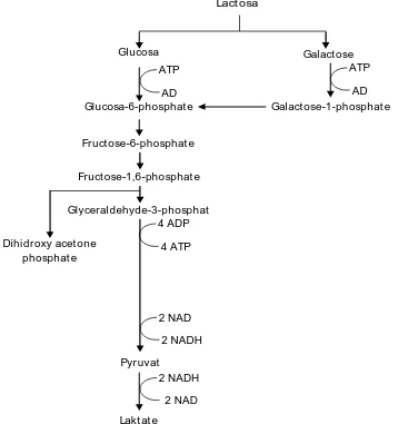 Gambar 3. Proses pembentukan asam laktat homofermentatif (Surono, 2004). 