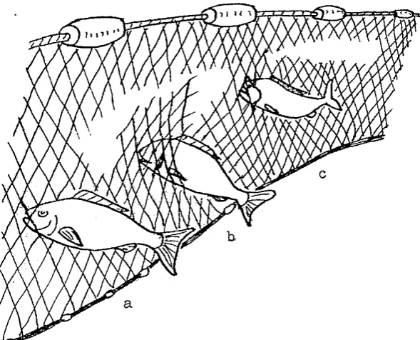 Gambar 3. Proses Terjeratnya Ikan pada Jaring Insang (Manoppo, 1999) 