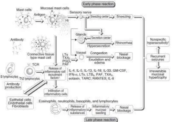 Gambar 1.  Fase awal dan akhir patofisiologi rinitis alergi (Okubo, 2014)