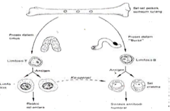 Gambar 1.  Diagram Perkembangan Dua Sistim Imun (Soegiri, Soegiri, 