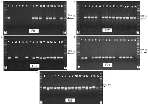 Figure 1. Amplification products of 16 individuals’ P. falcataria from Candiroto Seed Orchard Indonesia in the five polymorphic SCARmarkers
