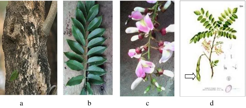 Gambar 1.Bagian tanaman gamal : a. batang, b. daun, c. bunga, d. Buah(Dokumen pribadi, 2015).