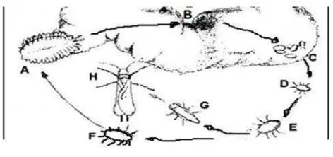 Gambar 4. Siklus hidup kutu putih P. cryptus dari telur sampai dewasa.betina dewasa (A), telur, (B), nimfa instar I (C), nimfa instar II(D), nimfa instar III (E),nimfa instar IV betina (F), nimfajantan (G), jantan dewasa (H)