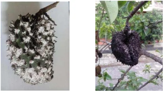 Gambar 5. Serangan hama kutu putih (P. cryptus) pada buah sirsak(Sumber : Dokumen pribadi, 2015).