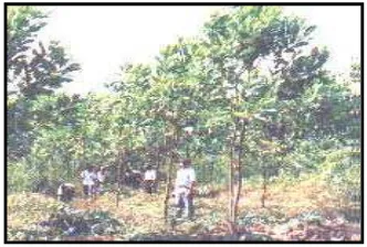 Gambar 4. Tanaman Acacia mangium sedang 