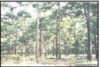Gambar 6. Vegetasi non-Acacia mangium : (a) belukar,   (b) hutan campuran, (c) alang-alang 