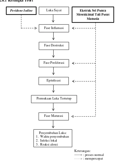 Gambar 4. Kerangka teori pengaruh pemberian ekstrak sel punca mesenkimal tali pusat manusia dan povidone iodine pada proses penyembuhan luka (Kartika, 2015; Nagaoka, 2000; Nan, et al., 2015)