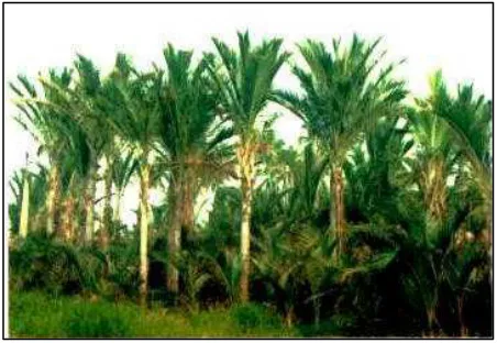 Gambar 1.  Pohon sagu (Puslitbangbun, 1999) 