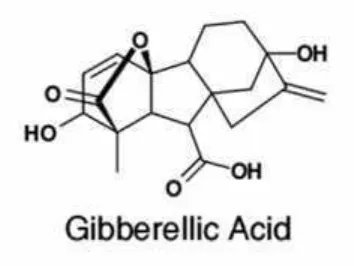 Gambar 2. Struktur Gibberellic acid