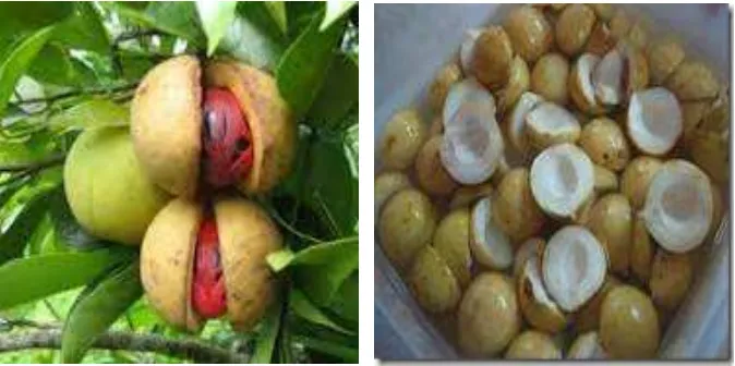 Gambar 1. Buah pala (Myristica fragrans) dan daging buah pala. 