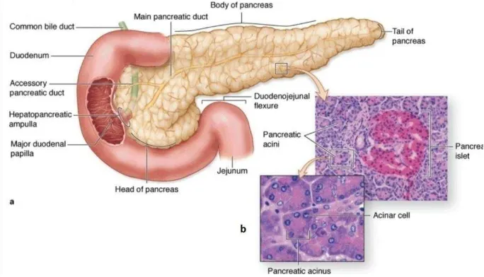 Gambar 1. Histologi pankreas (a) Makroskopis (b) Mikroskopis (sumber: Mescher, 2011). 