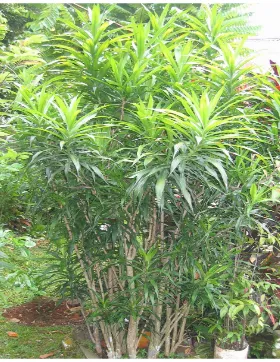 Gambar 1. Tanaman suji jenis minor (Pleomele angustifolia, 