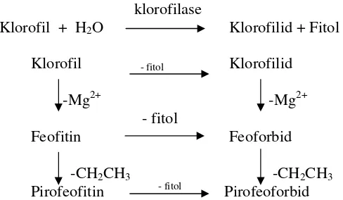 Tabel 2. Jenis-jenis senyawa turunan klorofil (Robinson, 1991) 