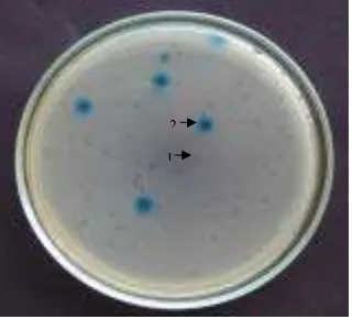 Gambar 4. Seleksi biru-putih terhadap plak. 1 = plak rekombinan (tidakberwarna), 2 = plak bukan rekombinan (berwarna biru).