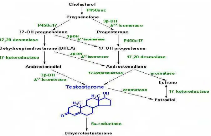 Gambar 2. Struktur konformasi steroid