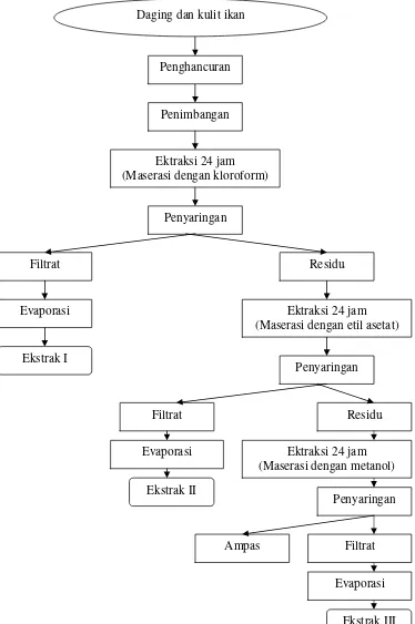 Gambar 4. Diagram alir proses ekstraksi senyawa bioaktif ikan laut dalam (Quinn 1988 yang diacu oleh Darusman et al