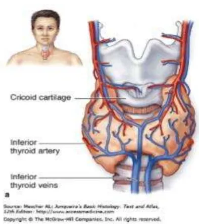 Gambar 1. Anatomi kelenjar tiroid (Mescher, 2011 ). 