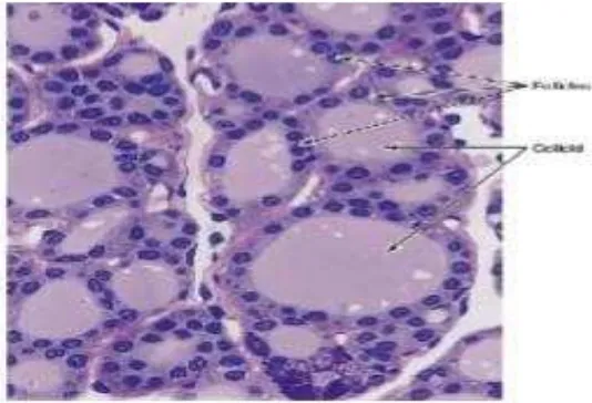 Gambar 3. Histologi kelenjar tiroid (Mescher, 2012) 