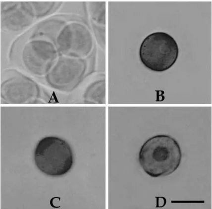 Figure 1.  Cytological stages of Swainsona formosa microspore:  A, tetrad;  B, early-uninucleate;  C, mid-uninucleate;  D, late-uninucleate