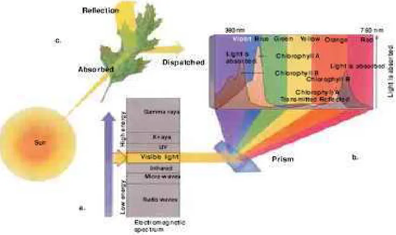 Gambar 1.  Spektrum cahaya yang dapat diserap oleh pigmen tanaman (Yahya, 2007) 