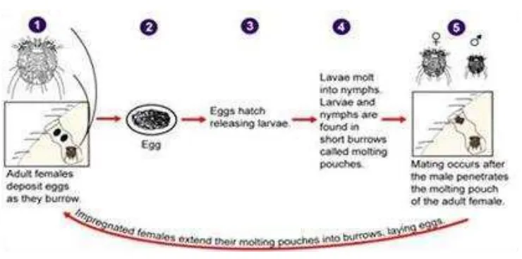 Gambar 3. Siklus Hidup Sarcoptes Scabiei var. Hominis (Centers for Disease Control and Prevention 2010)