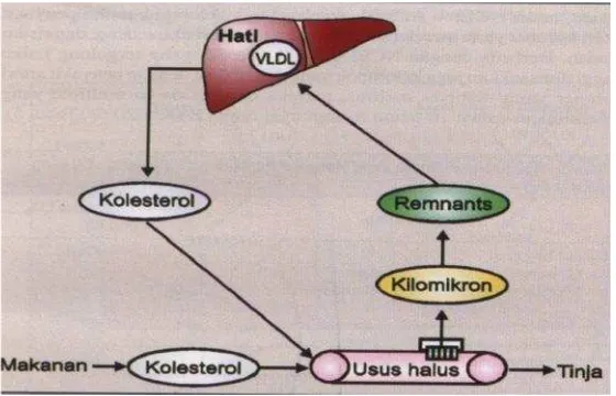 Gambar 2. Metabolisme lemak jalur eksogen (Adam, 2009).