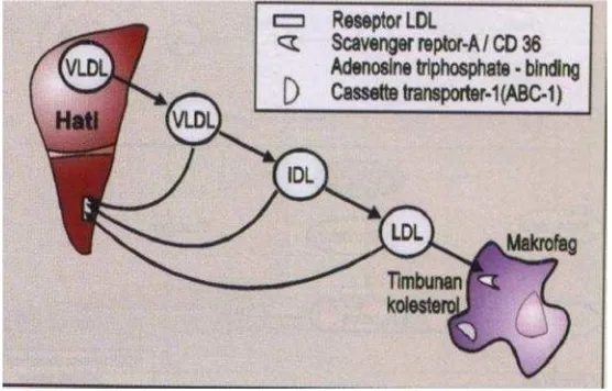 Gambar 3. Metabolisme lemak jalur endogen (Adam, 2009).