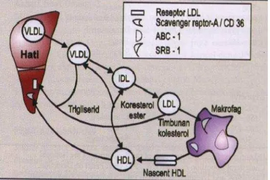 Gambar 4. Metabolisme lemak jalur reverse cholesterol transport(Adam, 2009).